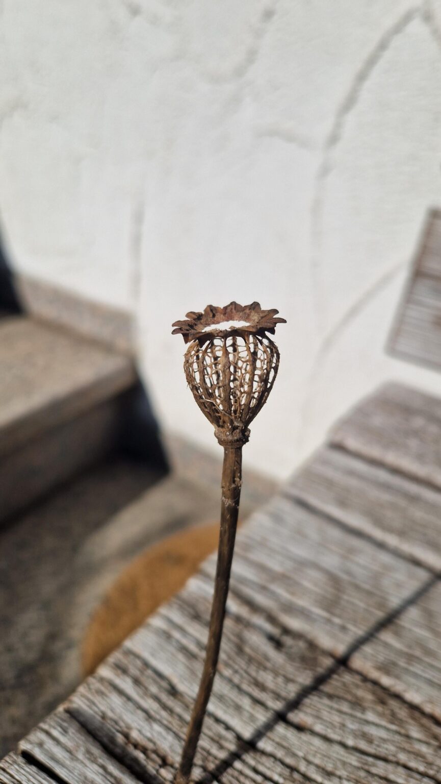 Mohn