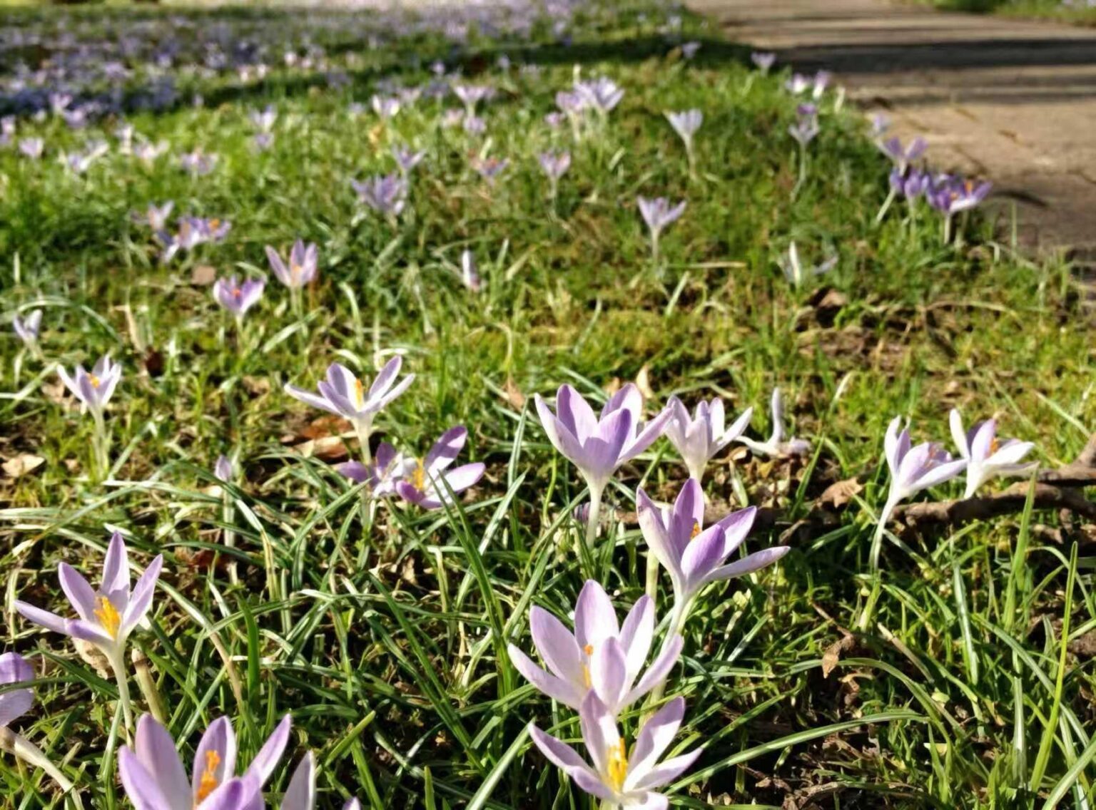 Krokusse im Rasen: Viel stärkere Blüte dieses Jahr – meine Erfahrungen Krokusse im Rasen: Viel stärkere Blüte dieses Jahr - meine Erfahrungen