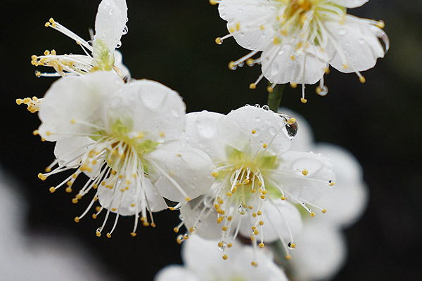 In der Zentralregion der Provinz Nord-Gyeongsang herrscht am Donnerstag wieder trockenes Wetter