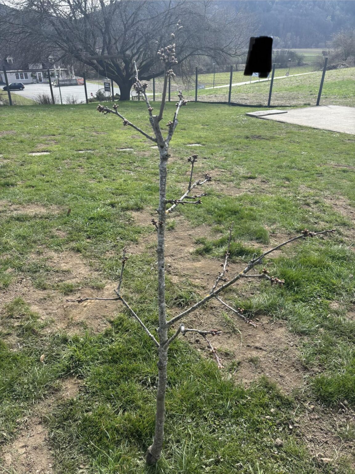 Kirschbaum