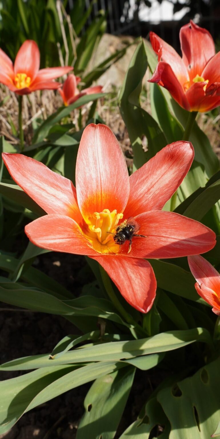 Mittagspause im Pollen-Paradies! 🐝 Eine kleine Wildbiene völlig eingestaubt. [OC]