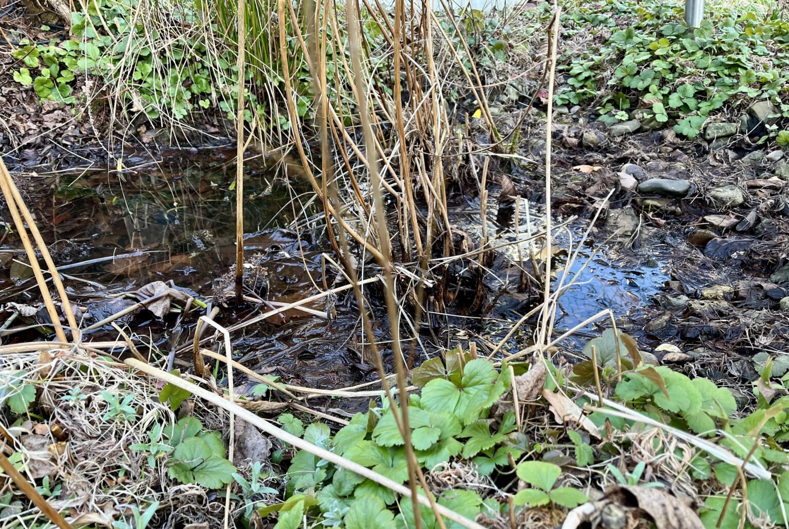 Alten Gartenteich retten Alten Gartenteich retten