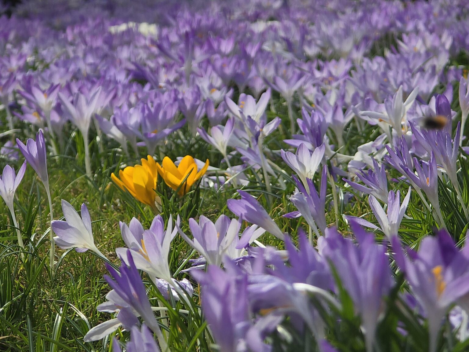 Unsere Wiese voller Krokusse