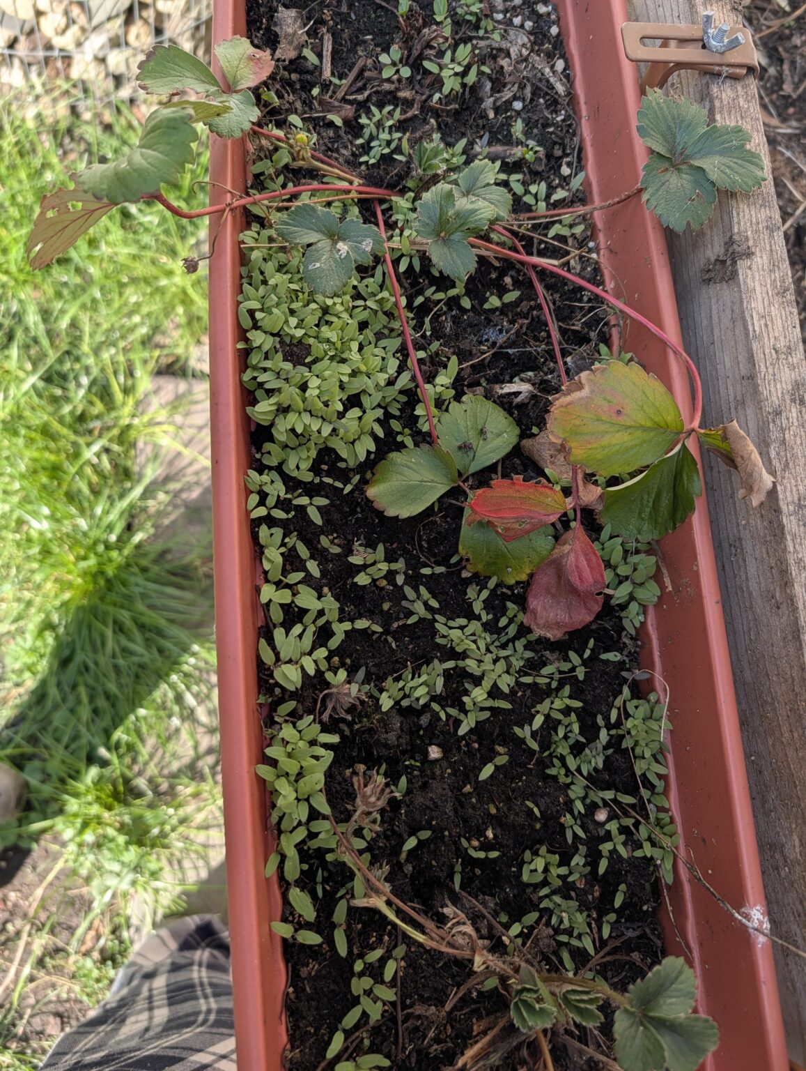 Was ist das? Quasi überall in meinen Beeten und Töpfen