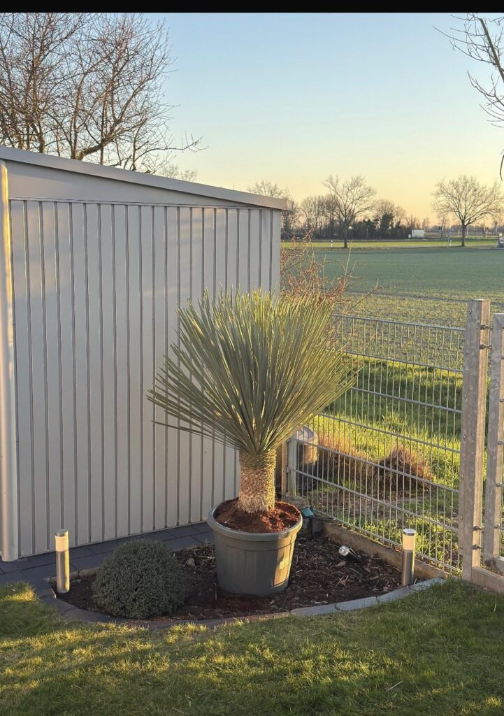 Yucca Rostrata Kübel oder Erde? Yucca Rostrata Kübel oder Erde?