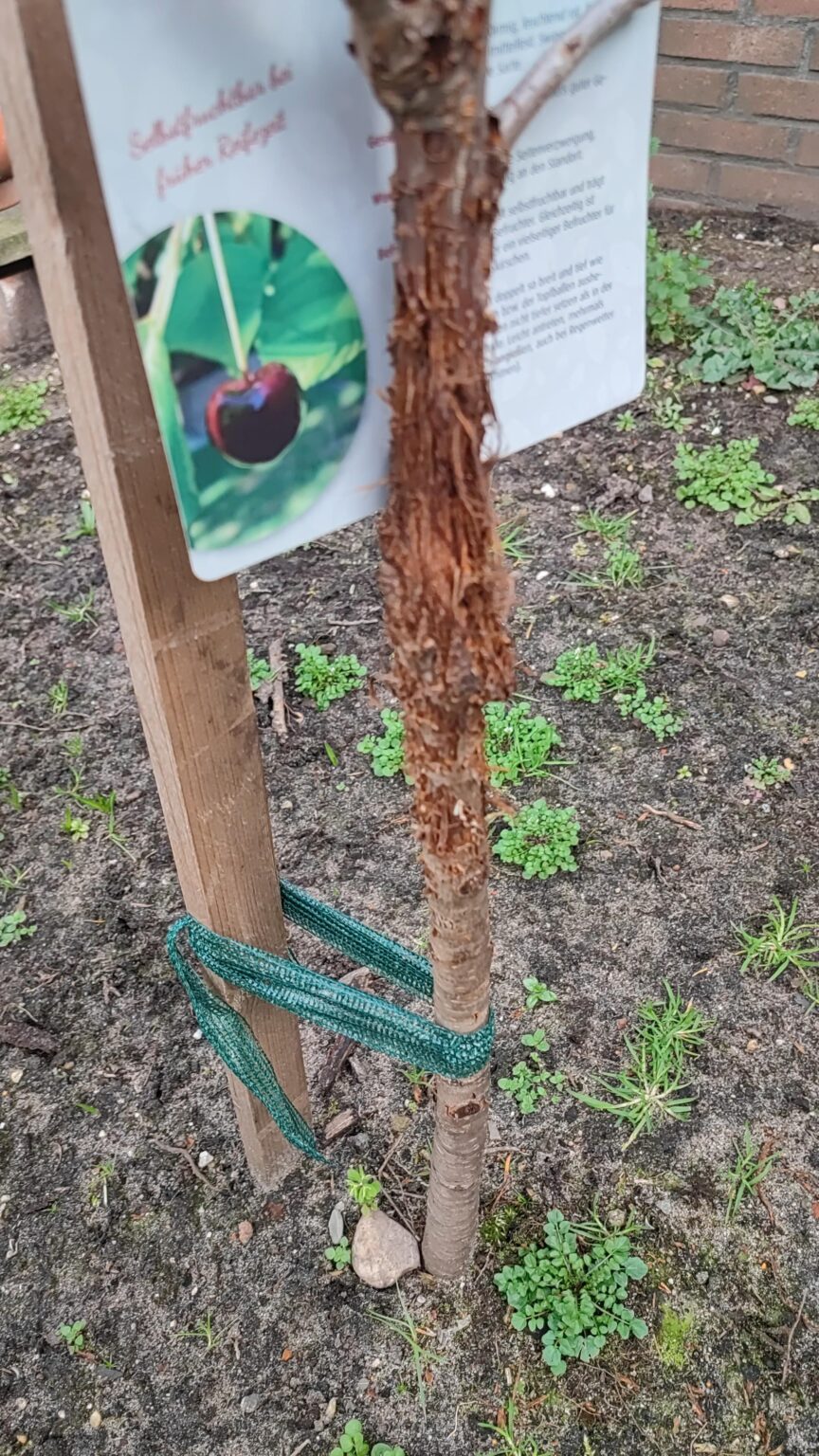 Katze hat Stamm zerstört (?)