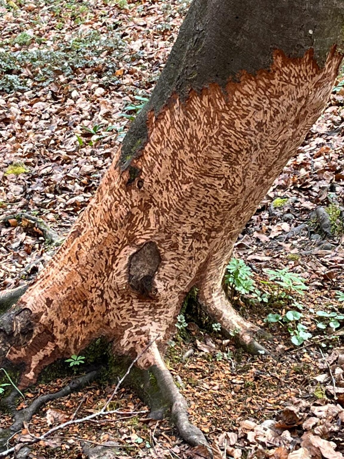 Was mag ihm zugestossen sein?