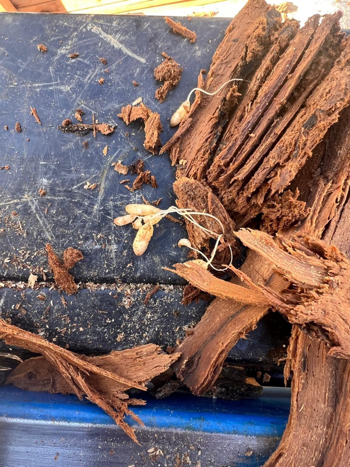 was ist in diesem baum gewesen?
