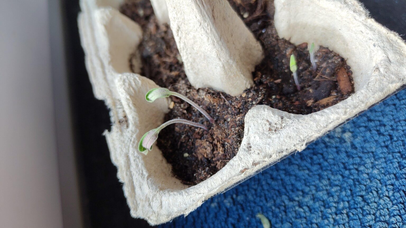 Was passiert mit meinen Tomaten Keimlingen?