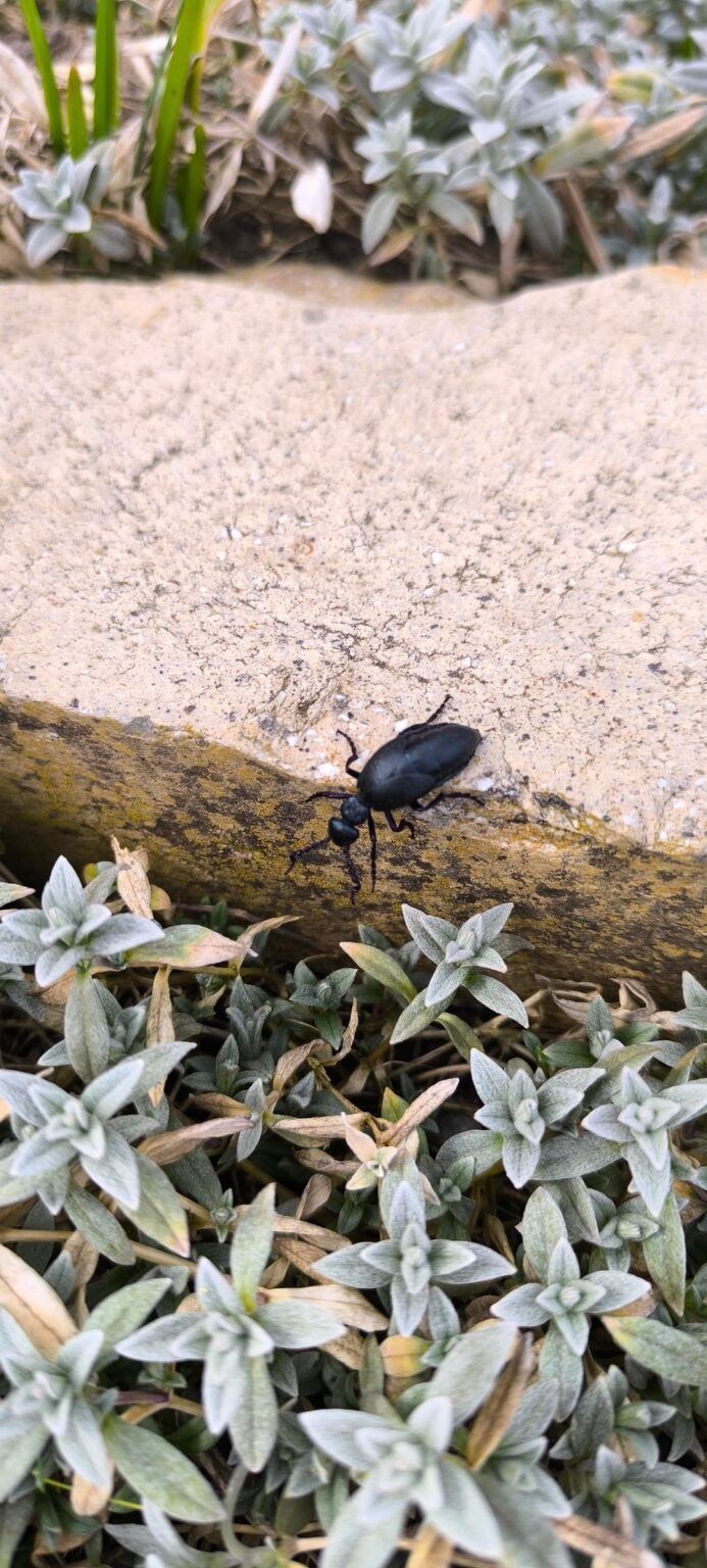was ist das für ein Käfer?
