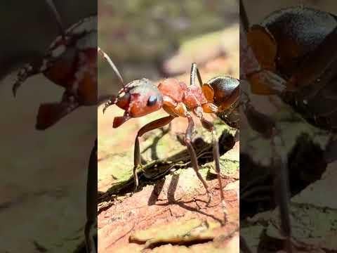 Formica rufa - wild