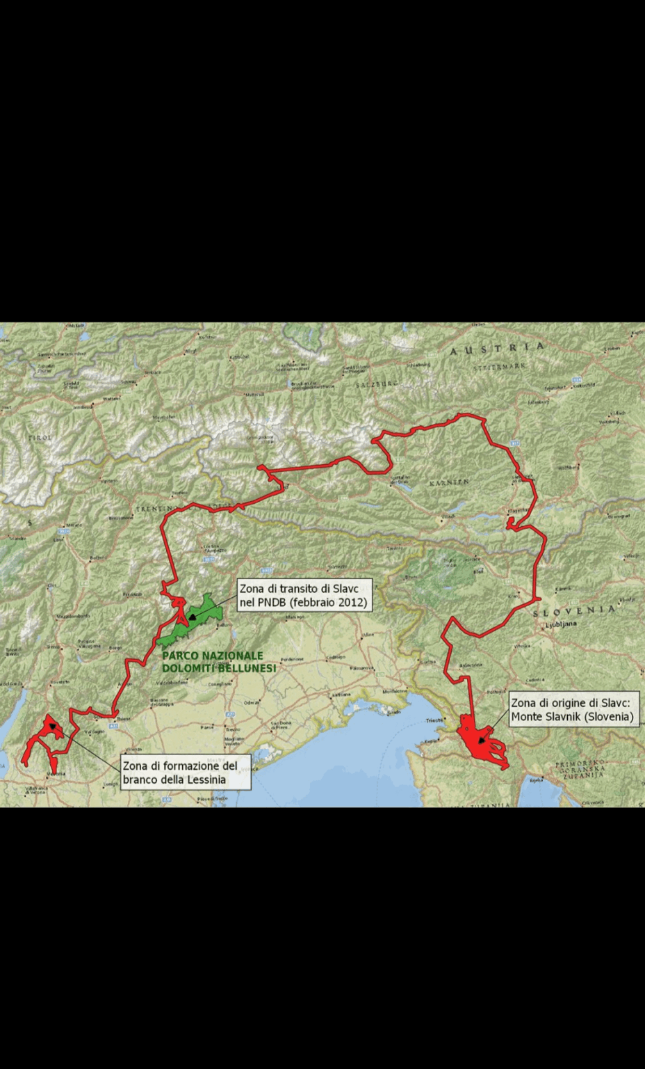 Die Reise von Slavc, dem Wolf, der dazu beitrug, die Wölfe im Nordosten Italiens wiederherzustellen