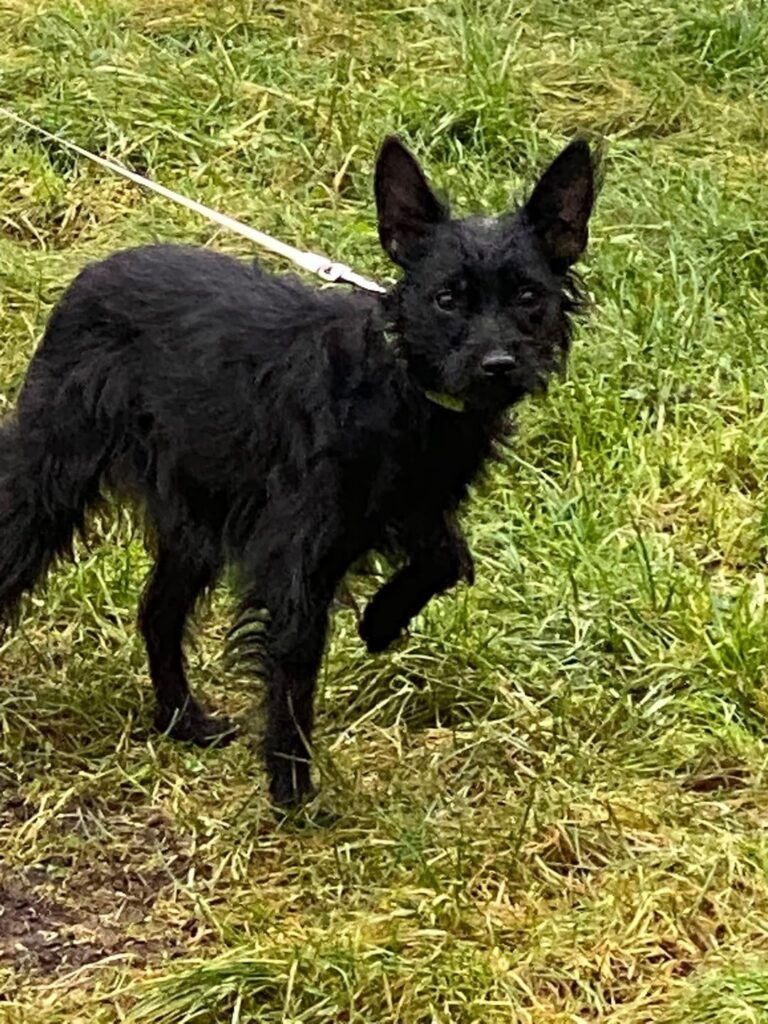VERLORENER HUND IN ENKÖPING