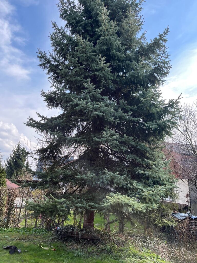 Baum noch zu retten? Baum noch zu retten?