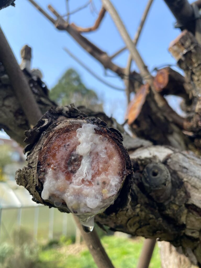 Kiwi hört nicht auf zu tropfen, was tun?