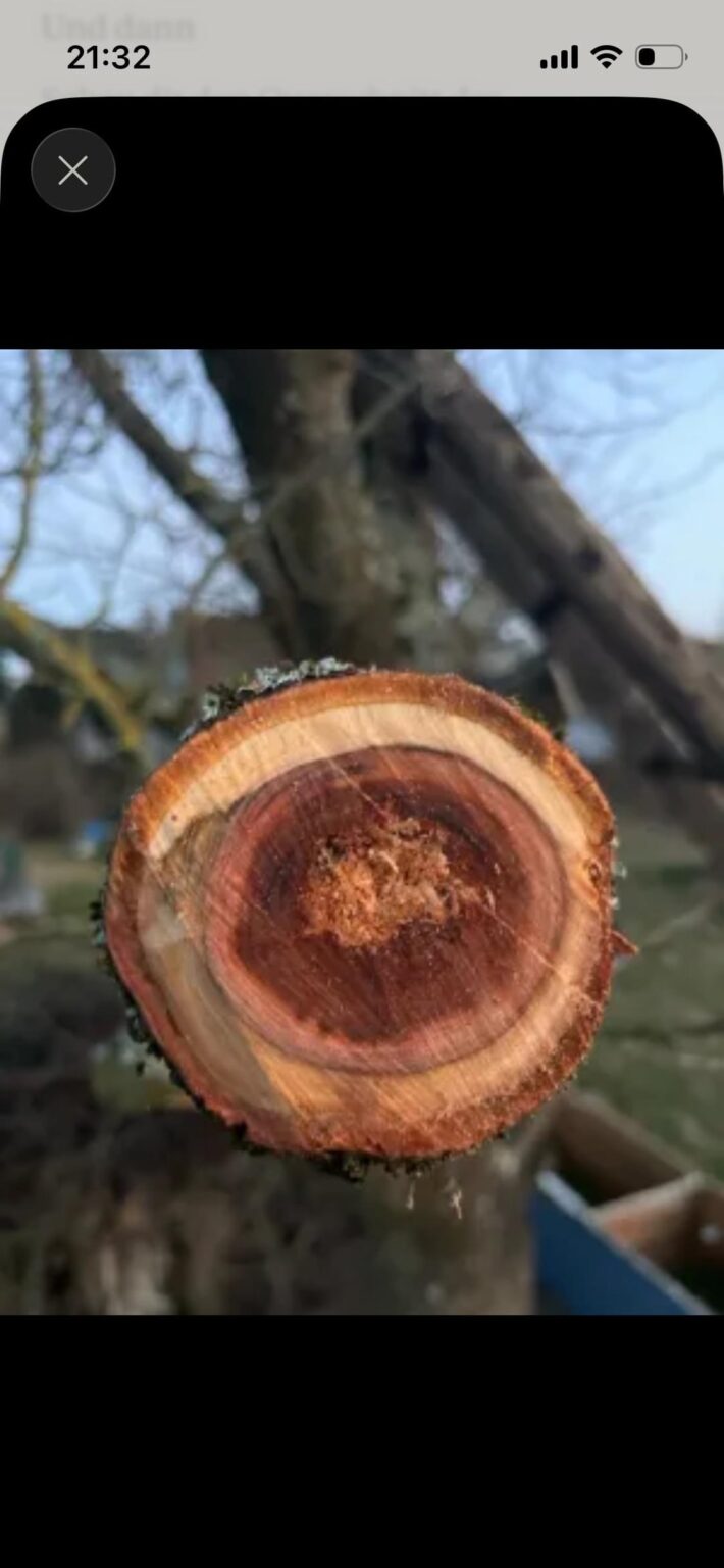 Traurige Zwetschge