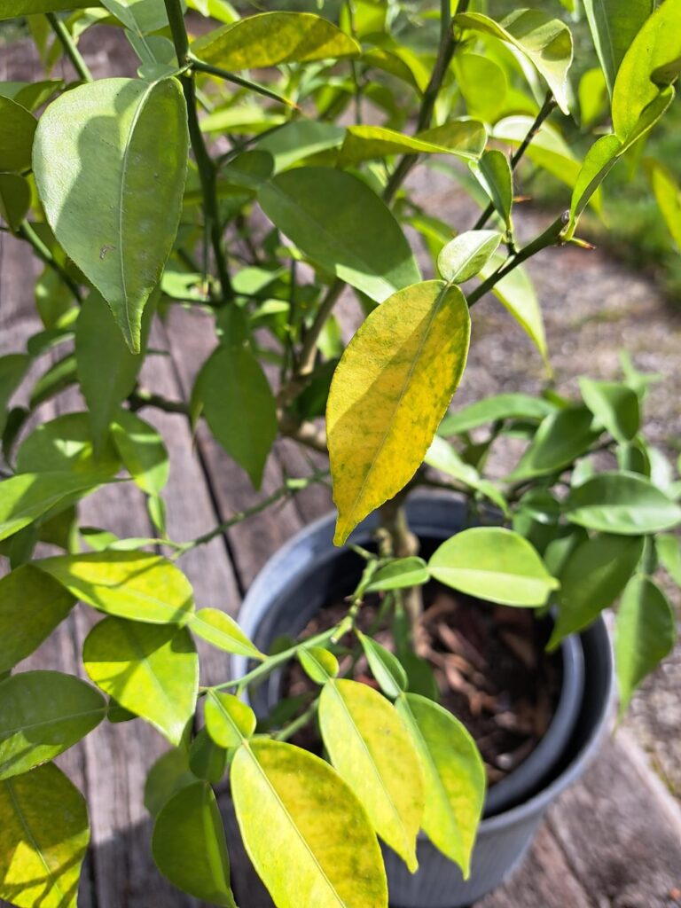 Yuzu hat gelbe Blätter