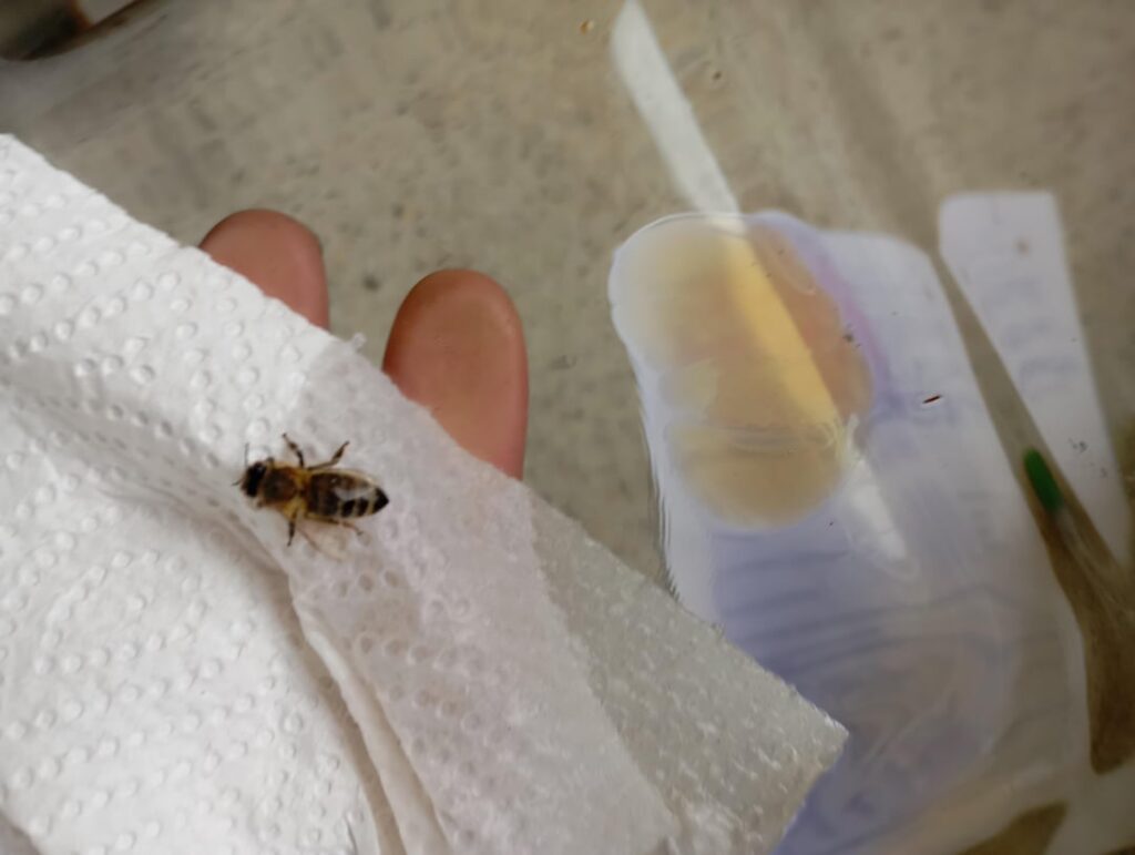 Wildbienenkönigin?