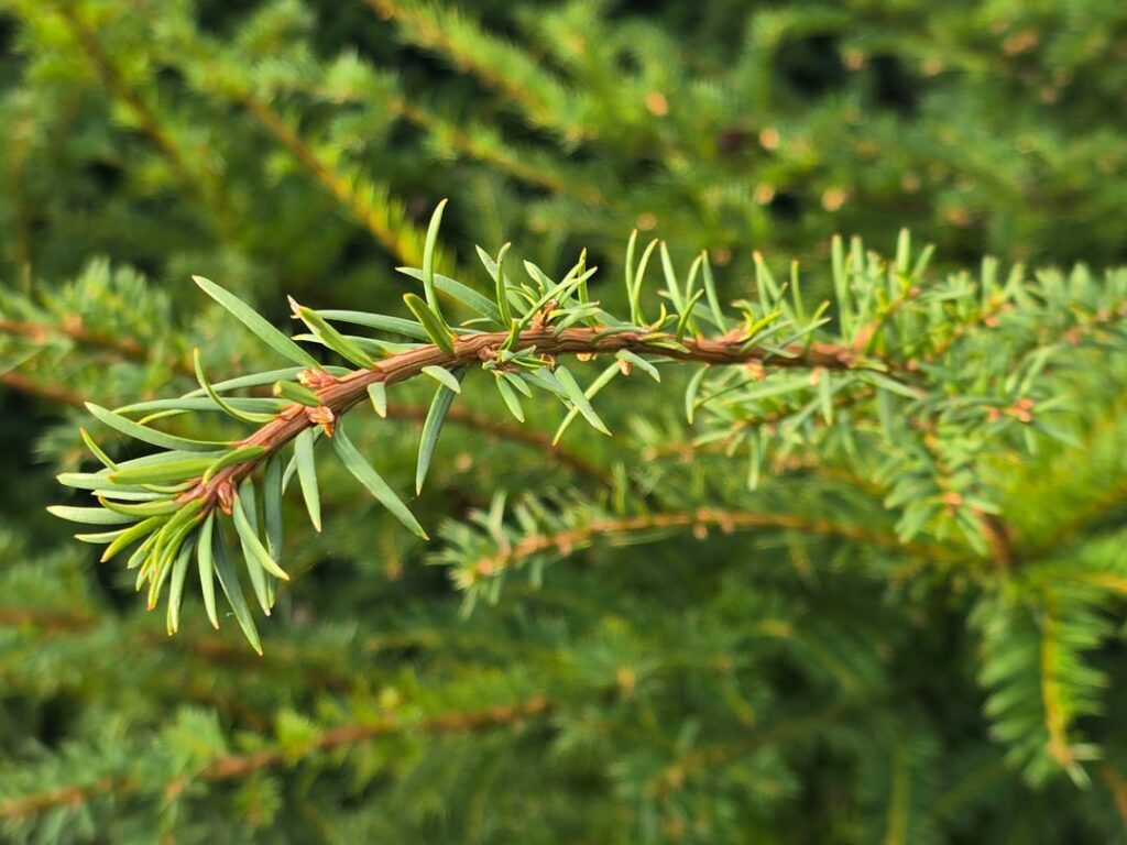 Kann jemand eindeutig unsere Eibensorten identifizieren? Wir möchten die Hecke etwas erweitern und würden das gern mit derselben Sorte tun.