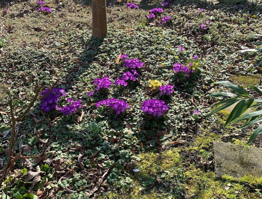 Im Garten meiner Mutti geht es auch los!