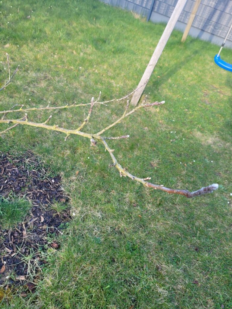Jungbaum noch zu retten (z.B. durch Beschnitt)?