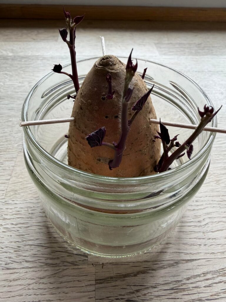 Süßkartoffeln vorziehen - was nun