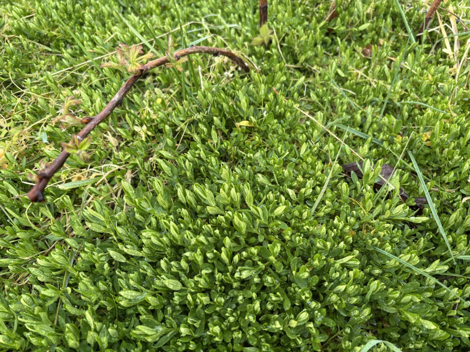 Was wächst da zwischen den Himbeeren Was wächst da zwischen den Himbeeren