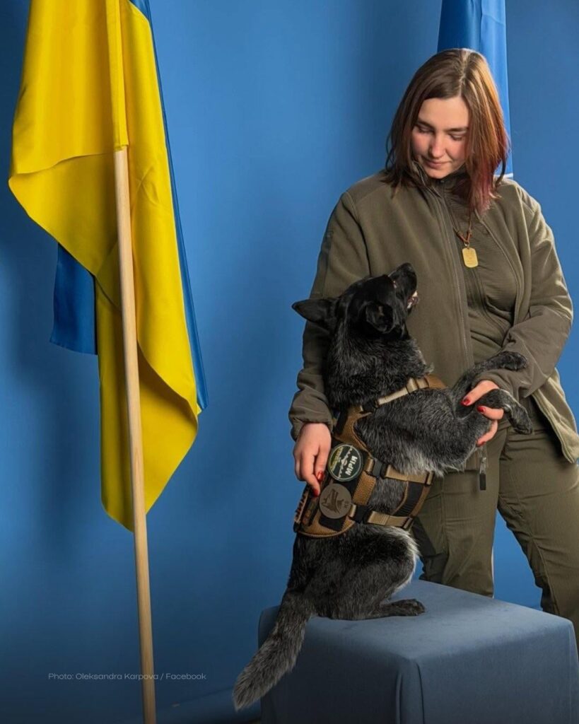Das sind Oleksandra und Mriia („Traum“ auf Ukrainisch) – die Hundeführerin, die in der Stadt Charkiw ein Such- und Rettungsteam gegründet hat, und ihr Hund, der nach russischen Drohnen- und Raketenangriffen viele Menschen aus den Trümmern gerettet hat