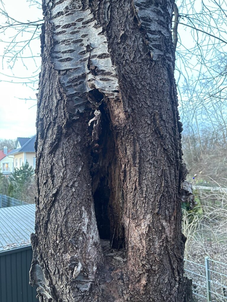 Schaden am Baum bedenklich?