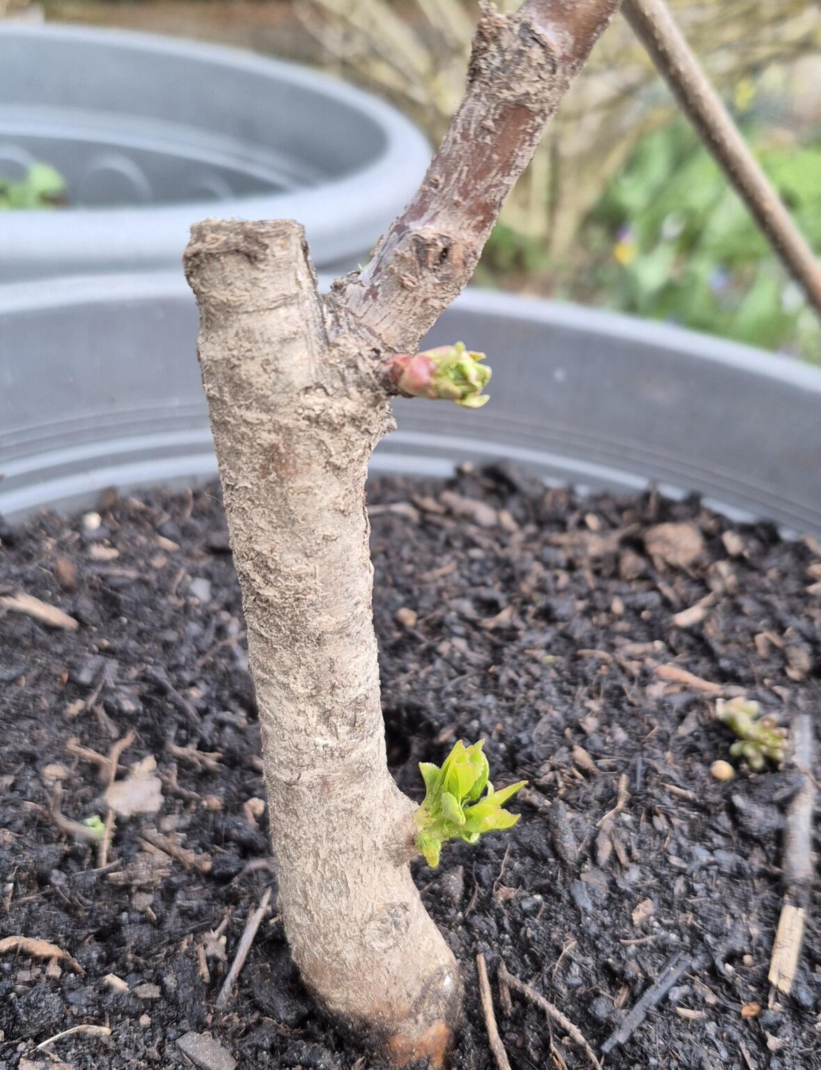 Neuer Kirschbaum Neuer Kirschbaum
