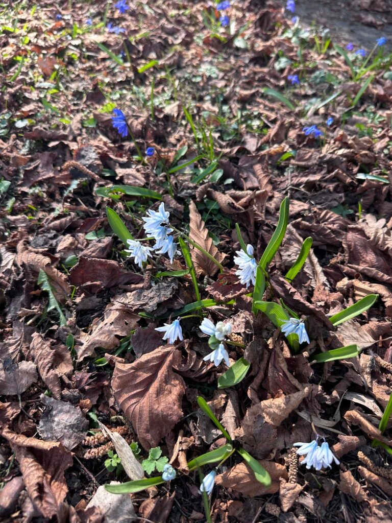 Was wächst denn da plötzlich in meinem Garten? 😍