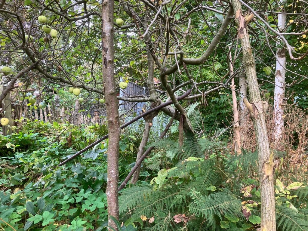 Schiefer Apfelbaum Schiefer Apfelbaum