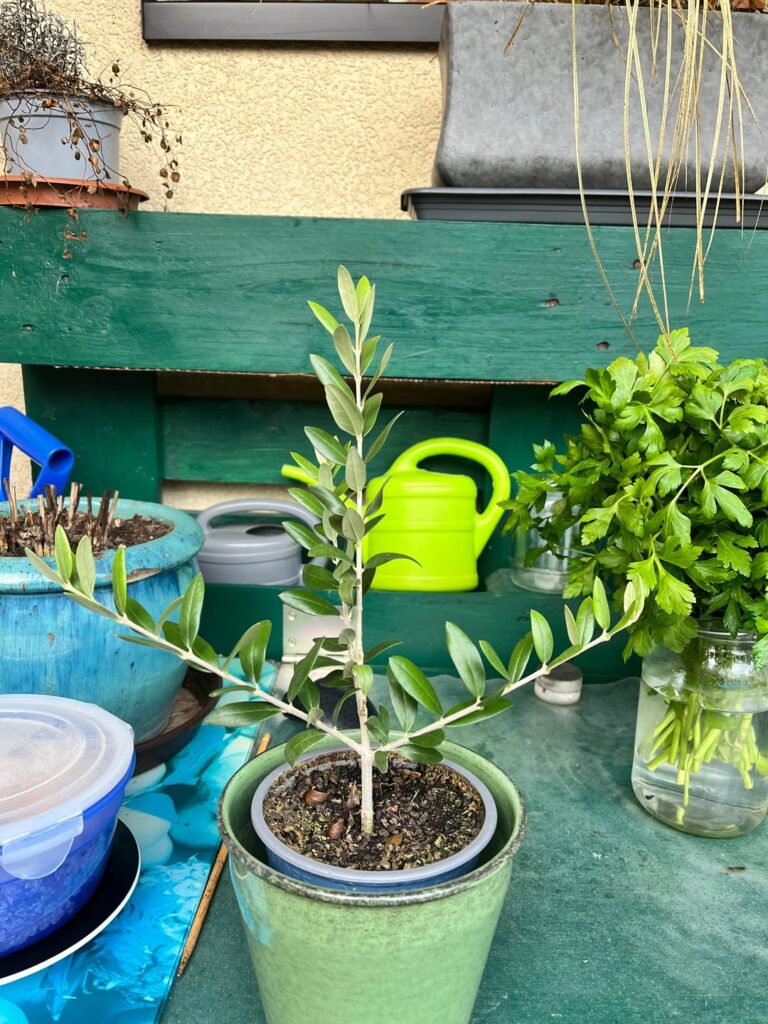 Olive erster Schnitt Olive erster Schnitt