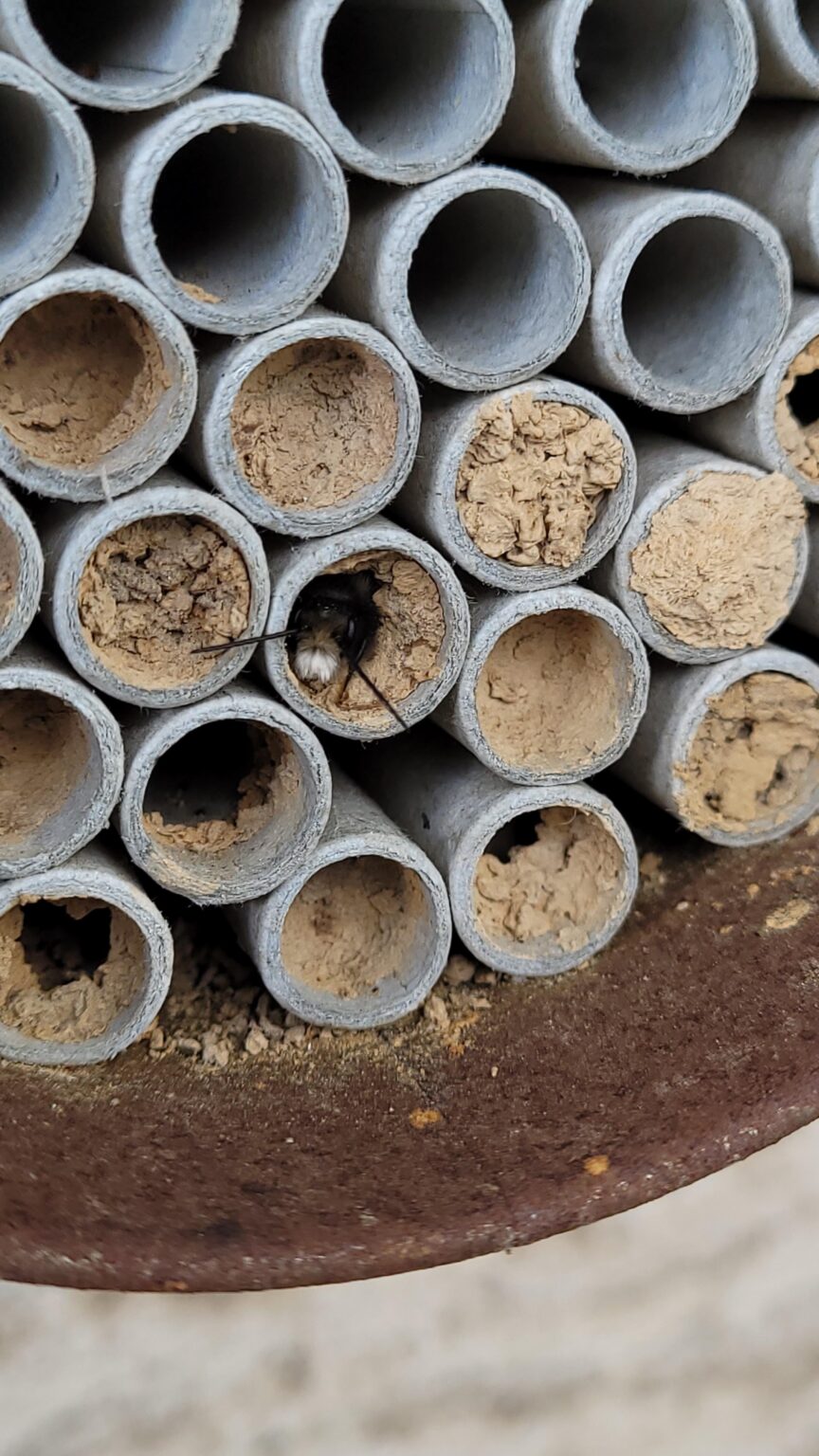 Gibt es Bienenfutterpflanzen, die jetzt schon blühen? Gibt es Bienenfutterpflanzen, die jetzt schon blühen?