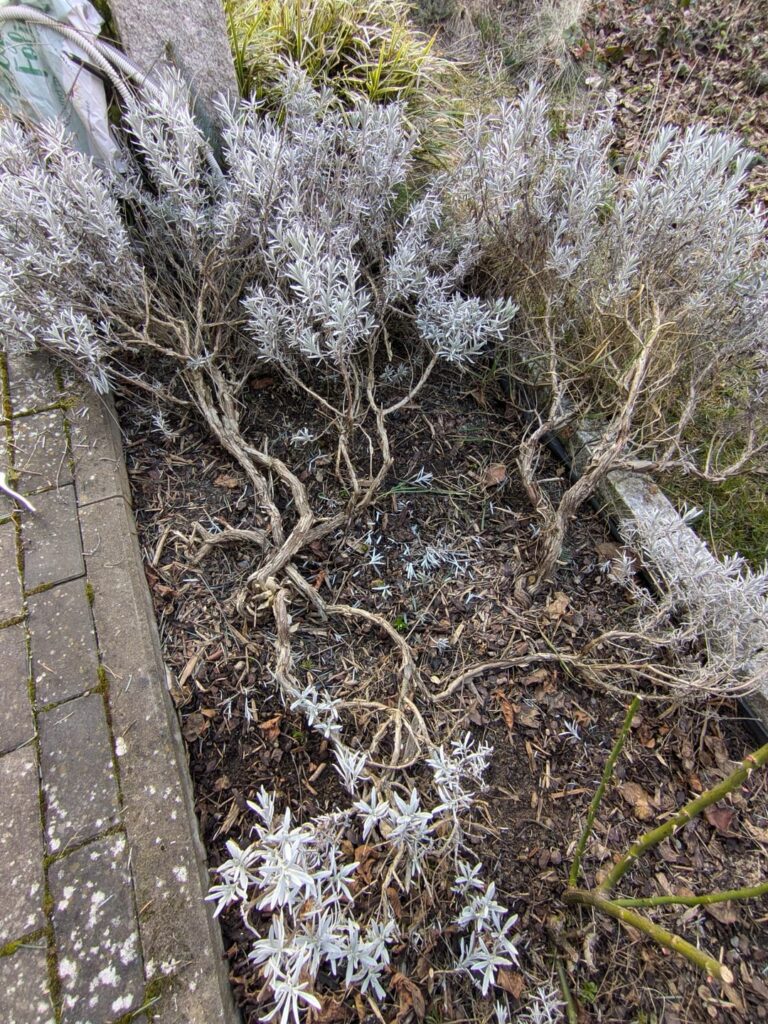 Ist der Lavendel noch zu retten? Ist der Lavendel noch zu retten?