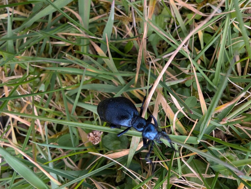 Unbekannter Käfer entdeckt