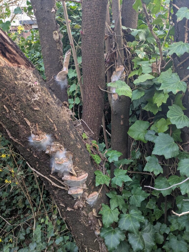 Kirschpflaume hat Pilze – sollte ich aktiv werden? Kirschpflaume hat Pilze - sollte ich aktiv werden?