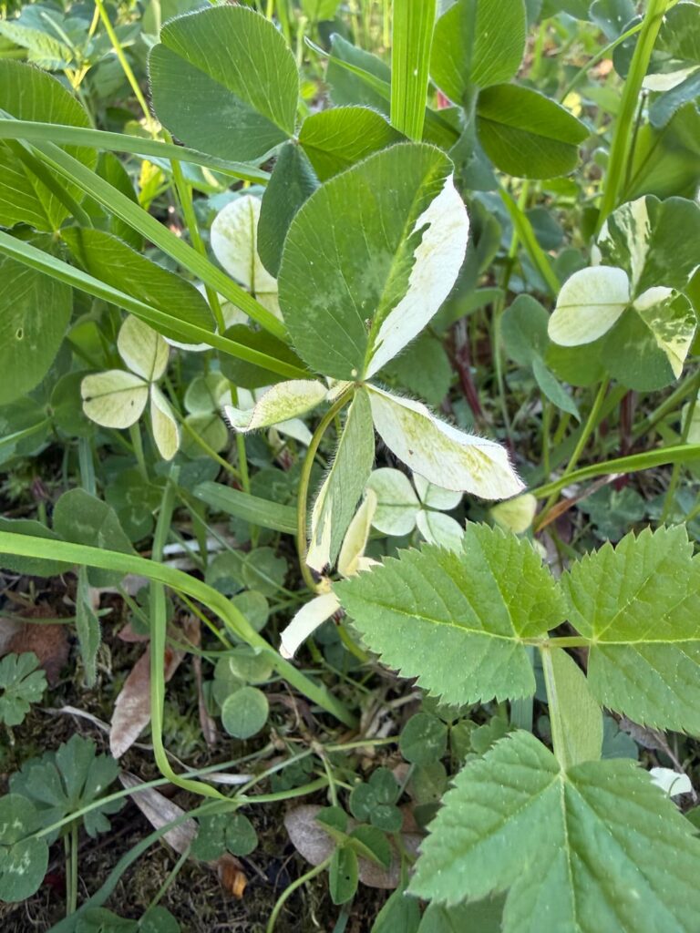 Panaschiertes Kleeblatt
