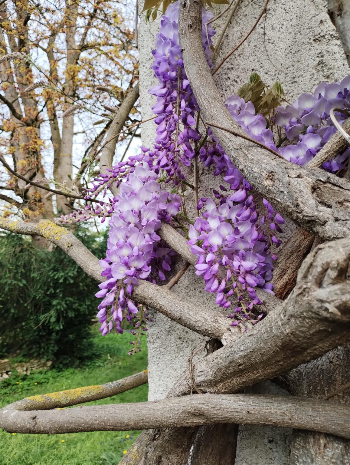 erste blüten