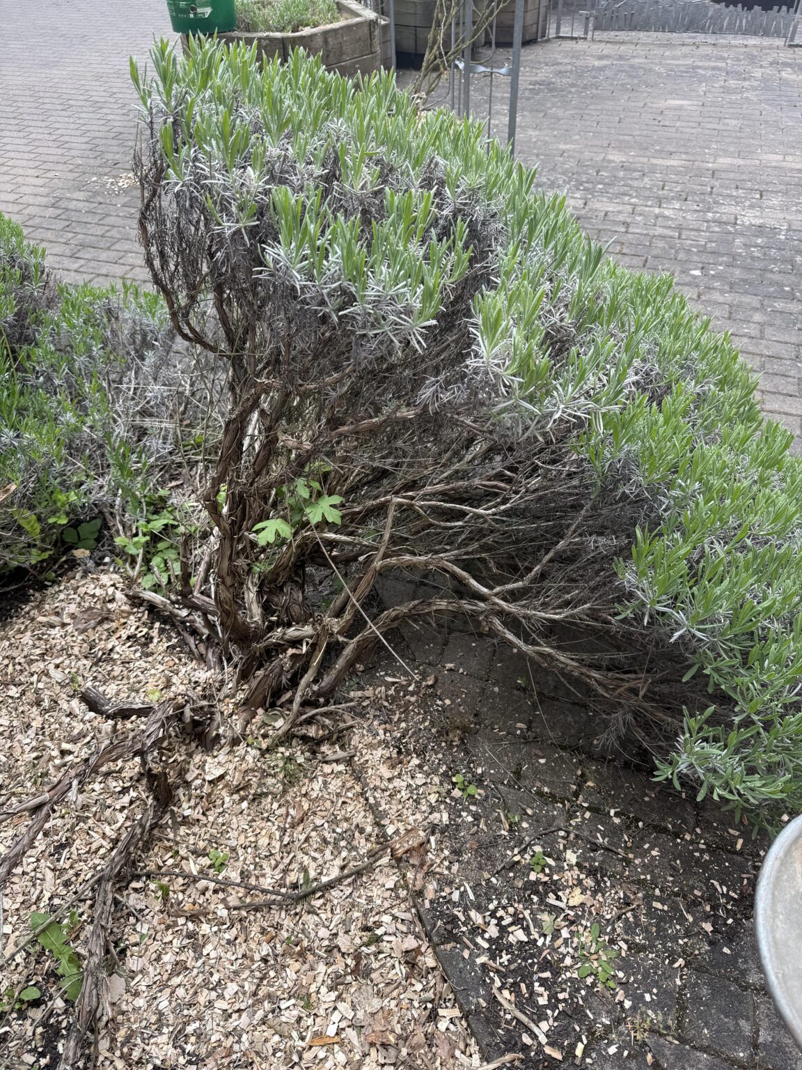 Alten Lavendel verjüngen