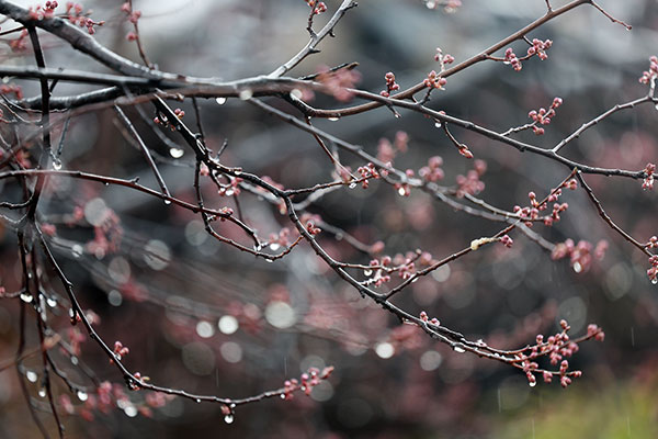 Landesweite Regenvorhersage für Freitagabend, starker Wind in Jeju