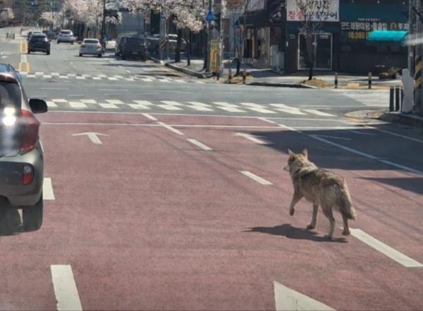 Daejeon-Behörden beginnen mit Suche, nachdem Wolf aus Zoo entkommen ist