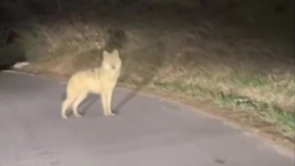 Behörden finden Wolf, der aus Daejeon-Zoo entkommen ist, Tier flieht erneut