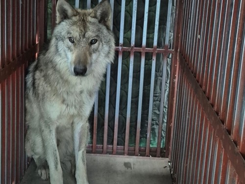 Daejeon-Beamte entschuldigen sich für Wolfsflucht