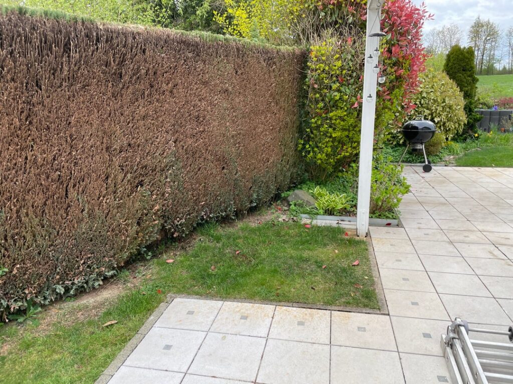 Thuja - noch zu retten?