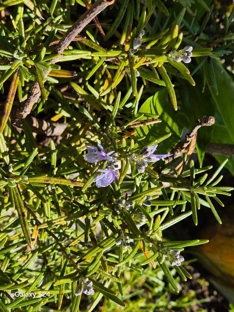 Rosmarin-Blüte Rosmarin-Blüte