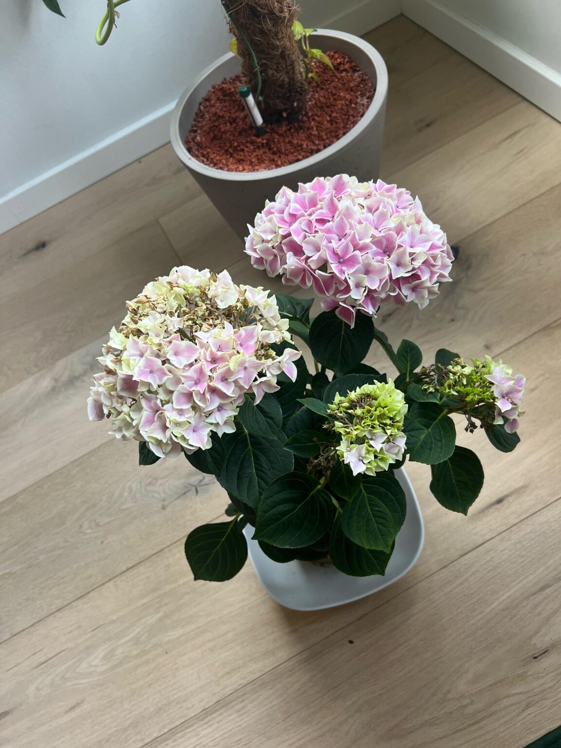 Warum stirbt meine Hortensie?