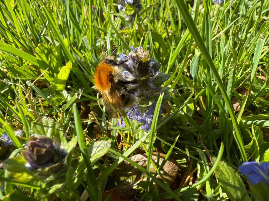 Mein Garten wird ein Naturgarten…