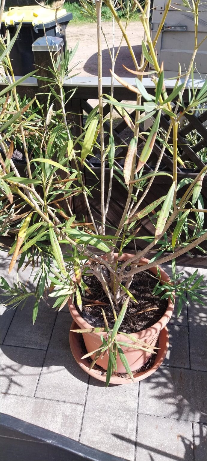 Oleander braucht Hilfe