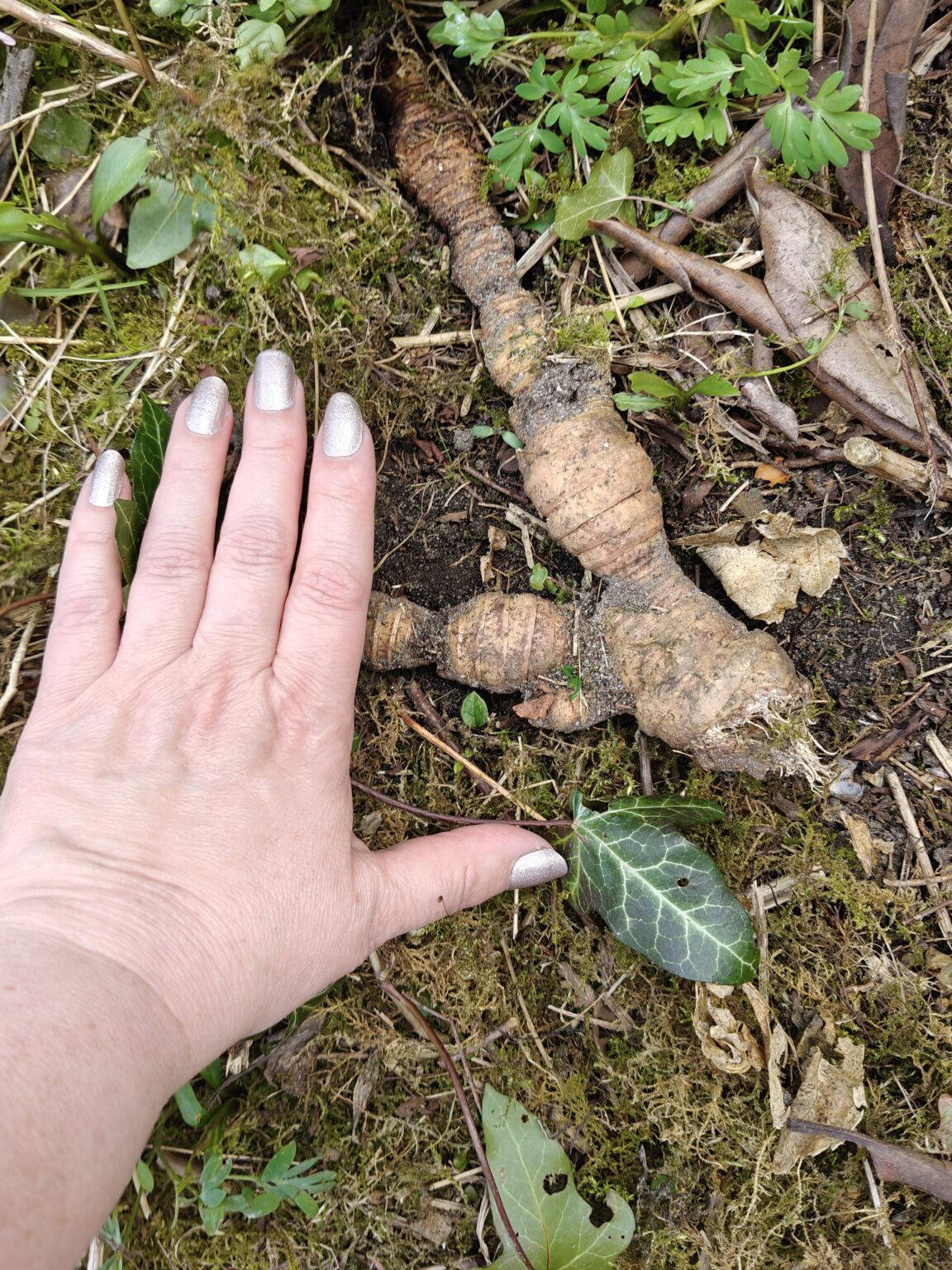 Was für eine Pflanze ist das?